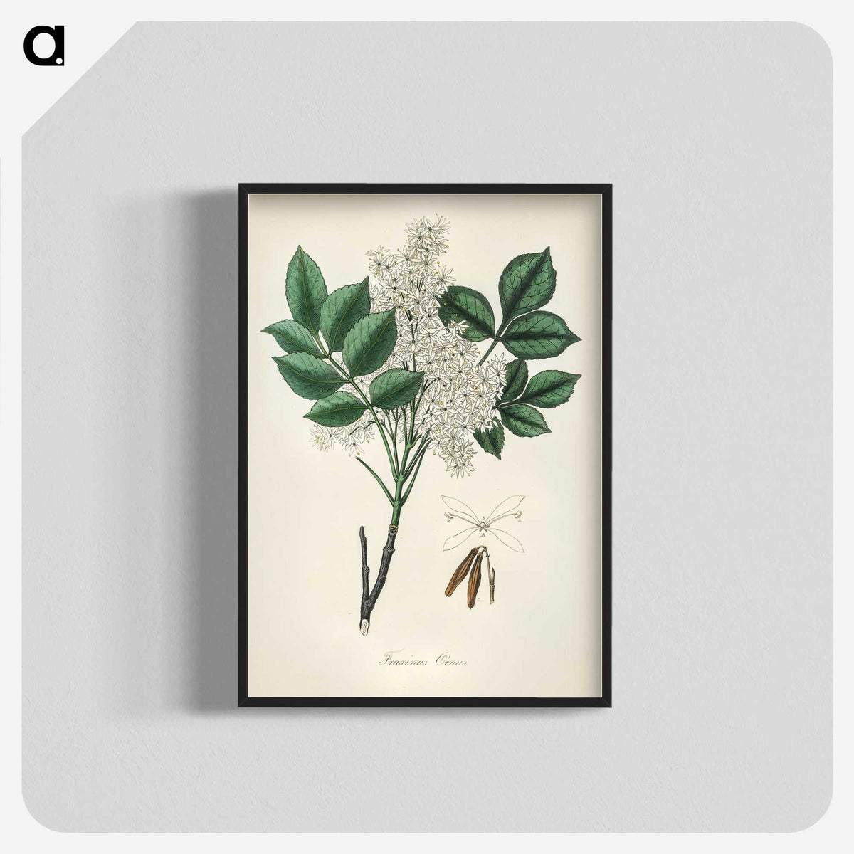 1-85_Medical-Botany_blk-crop