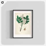 アートポスター-Manna Ash Illustration
 - 薬用植物学 Poster.
