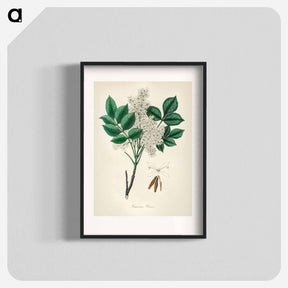 アートポスター-Manna Ash Illustration
 - 薬用植物学 Poster.