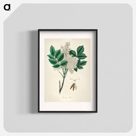 アートポスター-Manna Ash Illustration
 - 薬用植物学 Poster.