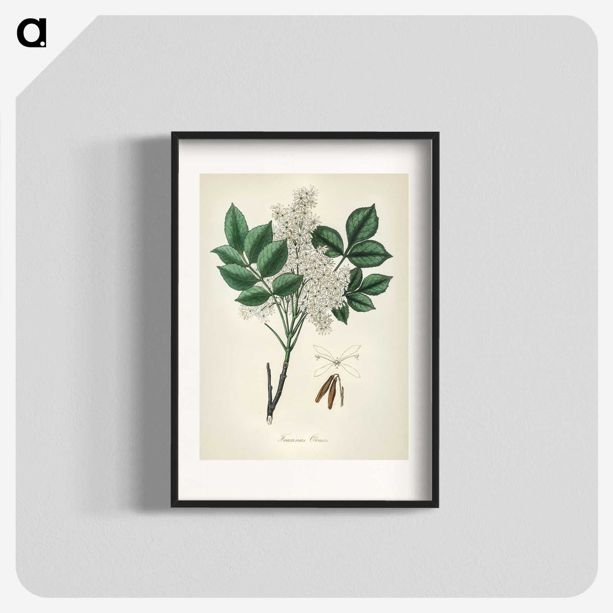 1-85_Medical-Botany_blk