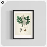 1-85_Medical-Botany_blk