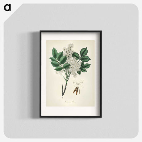 1-85_Medical-Botany_blk