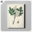 1-85_Medical-Botany_canvas