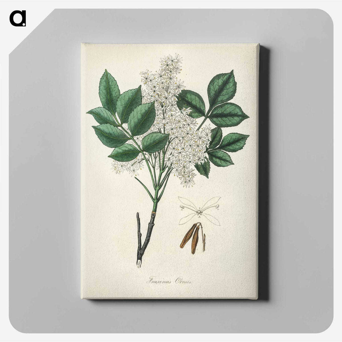 1-85_Medical-Botany_canvas