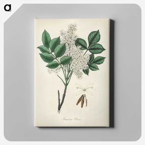 1-85_Medical-Botany_canvas