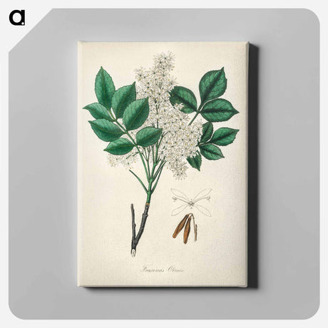 アートパネル-Manna Ash Illustration
 - 薬用植物学 Canvas.