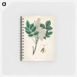 アートメモ帳-Manna Ash Illustration
 - 薬用植物学 Memo.