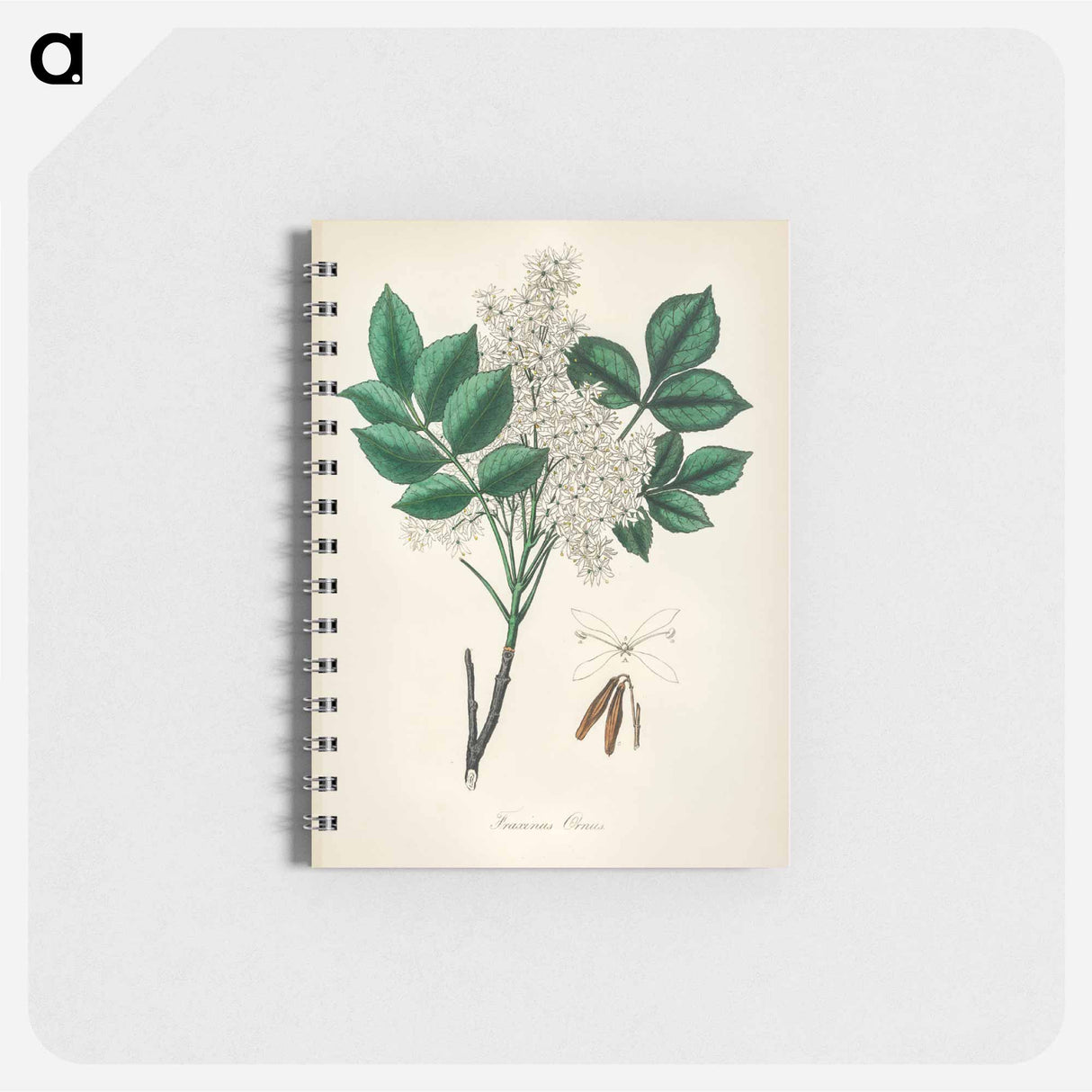 アートメモ帳-Manna Ash Illustration
 - 薬用植物学 Memo.