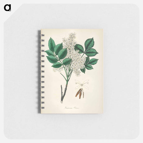 アートメモ帳-Manna Ash Illustration
 - 薬用植物学 Memo.