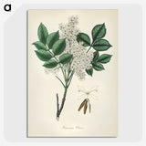 1-85_Medical-Botany_picture-crop