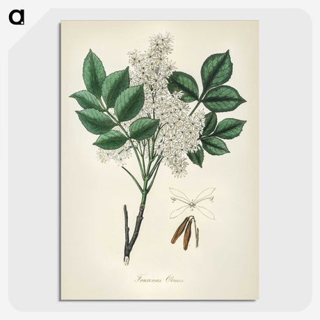 1-85_Medical-Botany_picture-crop
