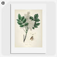 1-85_Medical-Botany_picture