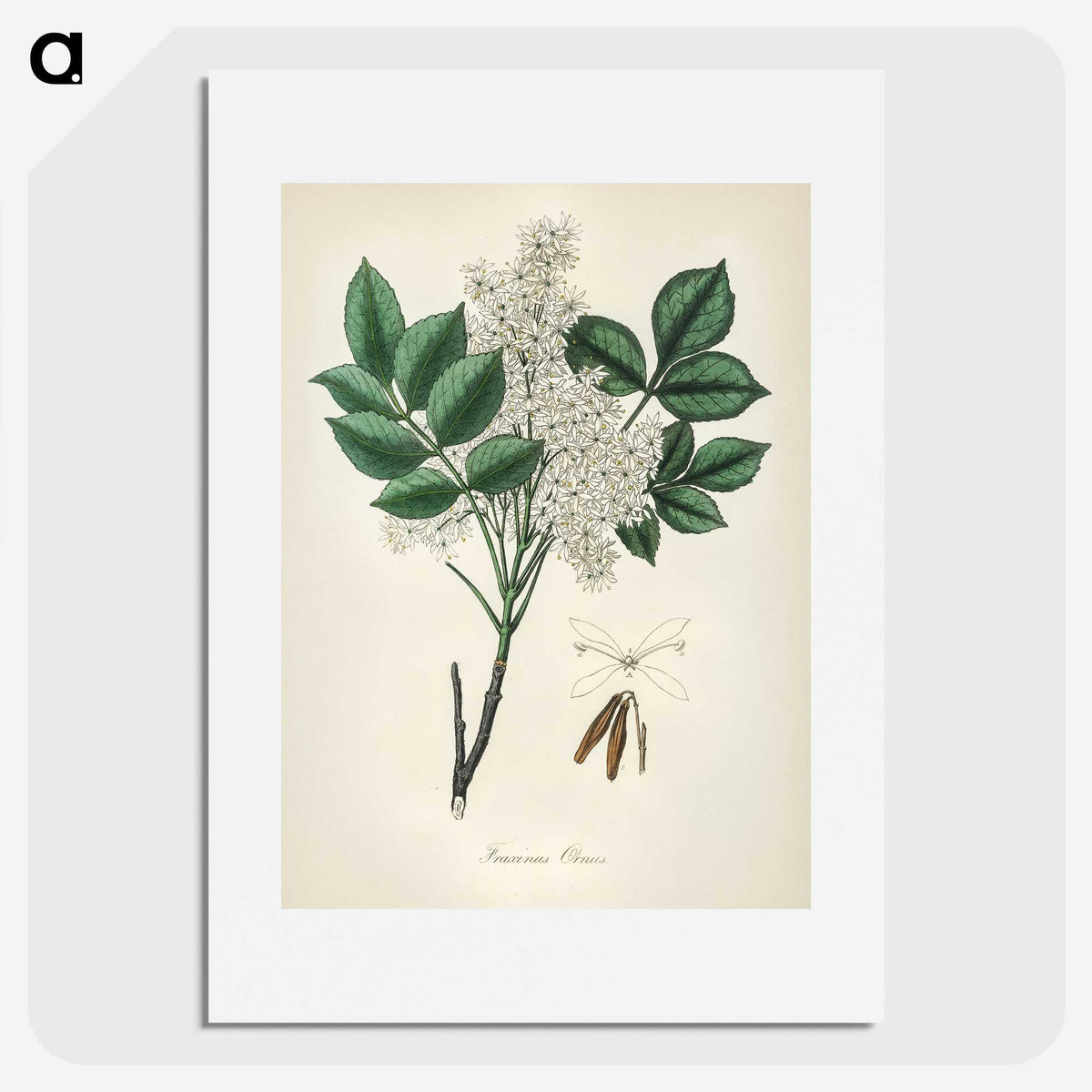 1-85_Medical-Botany_picture
