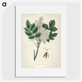 1-85_Medical-Botany_picture