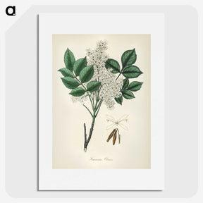1-85_Medical-Botany_picture