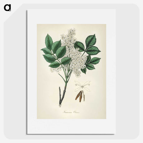 1-85_Medical-Botany_picture