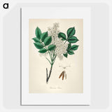 アートポスター-Manna Ash Illustration
 - 薬用植物学 Poster.