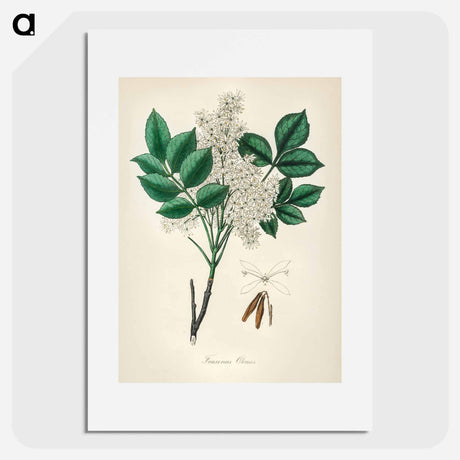 アートポスター-Manna Ash Illustration
 - 薬用植物学 Poster.