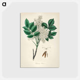 アートポストカード-Manna Ash Illustration
 - 薬用植物学 Postcard.