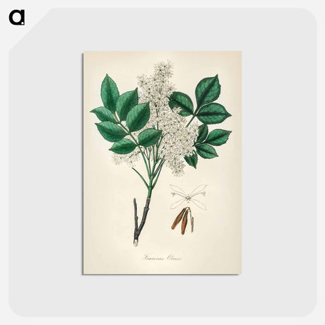 アートポストカード-Manna Ash Illustration
 - 薬用植物学 Postcard.