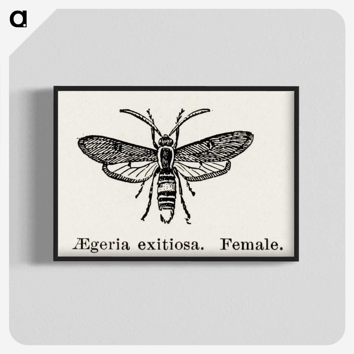 1-85_Moths-and-Butterflies-of-the-United-States_blk-crop