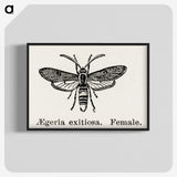 1-85_Moths-and-Butterflies-of-the-United-States_blk-crop