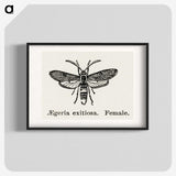 1-85_Moths-and-Butterflies-of-the-United-States_blk