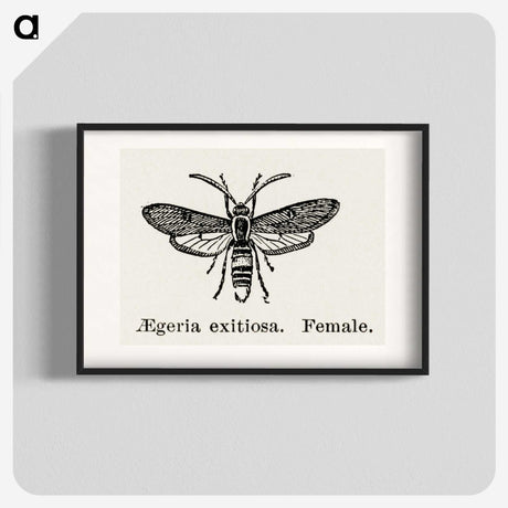 1-85_Moths-and-Butterflies-of-the-United-States_blk