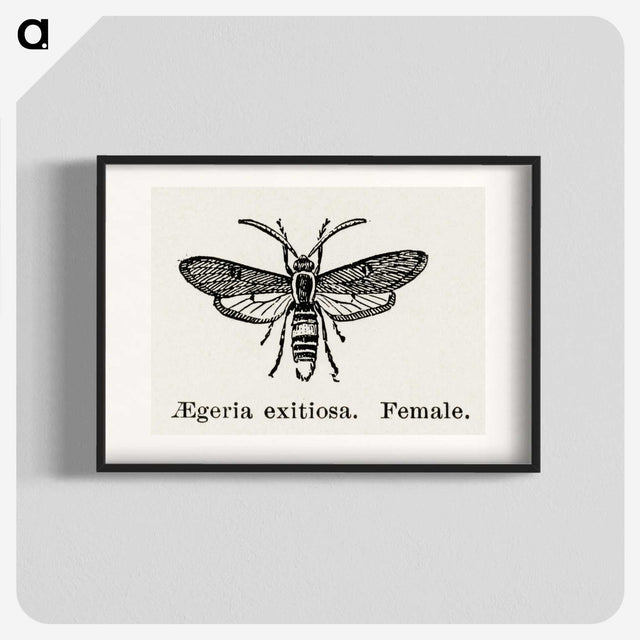 1-85_Moths-and-Butterflies-of-the-United-States_blk