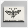 1-85_Moths-and-Butterflies-of-the-United-States_canvas
