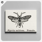 1-85_Moths-and-Butterflies-of-the-United-States_canvas