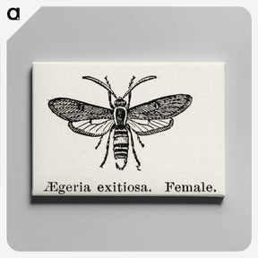 1-85_Moths-and-Butterflies-of-the-United-States_canvas