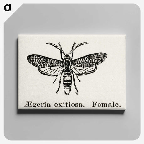 1-85_Moths-and-Butterflies-of-the-United-States_canvas