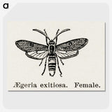 1-85_Moths-and-Butterflies-of-the-United-States_picture-crop