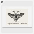 1-85_Moths-and-Butterflies-of-the-United-States_picture