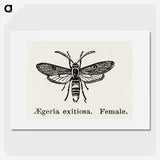 1-85_Moths-and-Butterflies-of-the-United-States_picture