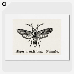 1-85_Moths-and-Butterflies-of-the-United-States_picture