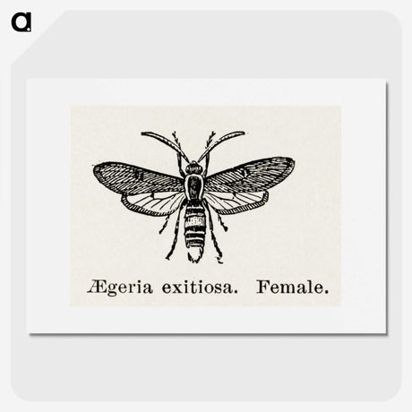 1-85_Moths-and-Butterflies-of-the-United-States_picture