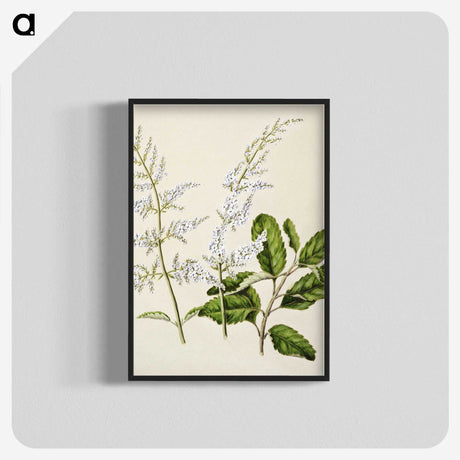 1-85_Native-Flowering-Plants-of-New-Zealand_blk-crop
