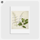 1-85_Native-Flowering-Plants-of-New-Zealand_hagaki