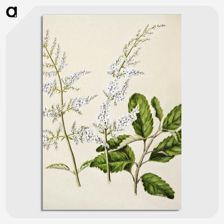1-85_Native-Flowering-Plants-of-New-Zealand_picture-crop