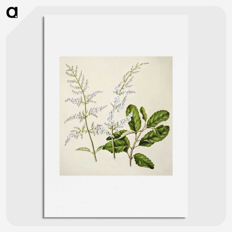 1-85_Native-Flowering-Plants-of-New-Zealand_picture