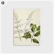 1-85_Native-Flowering-Plants-of-New-Zealand_postcard