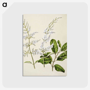 1-85_Native-Flowering-Plants-of-New-Zealand_postcard