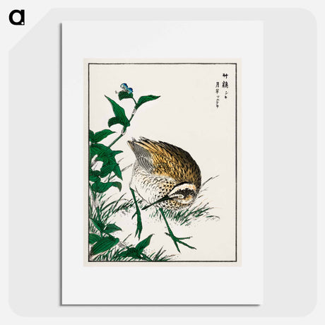 アートポスター-Greenshank and Bupleurum Sachalinense
 - 鳥類図鑑 Poster.