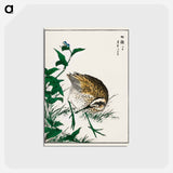 アートポストカード-Greenshank and Bupleurum Sachalinense
 - 鳥類図鑑 Postcard.