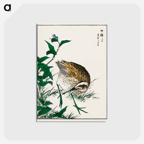 Greenshank and Bupleurum Sachalinense
 - 鳥類図鑑 Postcard.