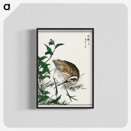 1-85_Pictorial-Monograph-of-Birds_blk-crop