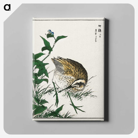 1-85_Pictorial-Monograph-of-Birds_canvas